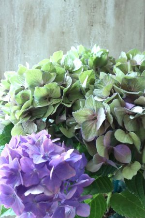 画像2: 秋色紫陽花 "マスカレード" No.2