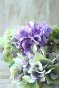 秋色紫陽花 "マスカレード" No.3