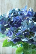 秋色紫陽花 "ラグーン ブルー" No.1
