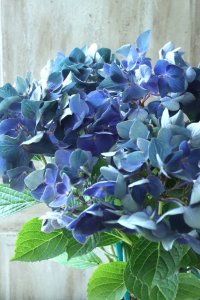 秋色紫陽花 "ラグーン ブルー" No.1