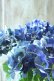 画像4: 秋色紫陽花 "ラグーン ブルー" No.3