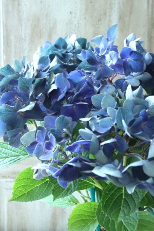 画像2: 秋色紫陽花 "ラグーン ブルー" No.1
