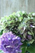 秋色紫陽花 "マスカレード" No.2