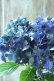 画像3: 秋色紫陽花 "ラグーン ブルー" No.1