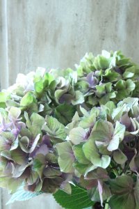 秋色紫陽花 "マスカレード" No.1