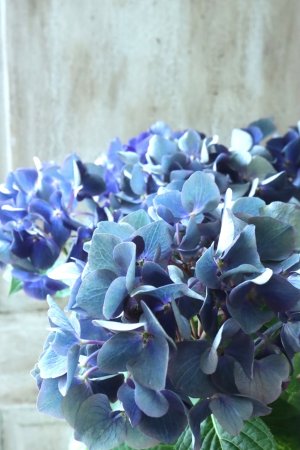 画像2: 秋色紫陽花 "ラグーン ブルー" No.4