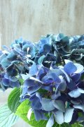 秋色紫陽花 "ラグーン ブルー" No.2