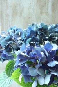 秋色紫陽花 "ラグーン ブルー" No.2