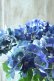 画像3: 秋色紫陽花 "ラグーン ブルー" No.3