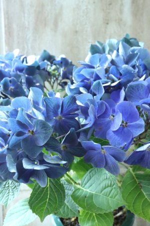 画像2: 秋色紫陽花 "ラグーン ブルー" No.3