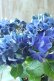 画像2: 秋色紫陽花 "ラグーン ブルー" No.3 (2)