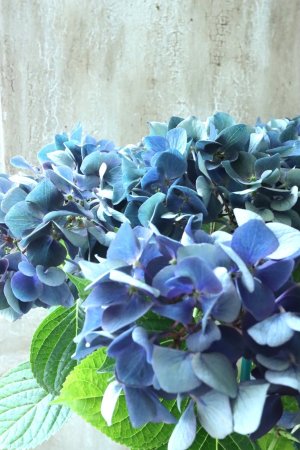 画像2: 秋色紫陽花 "ラグーン ブルー" No.2