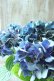 画像2: 秋色紫陽花 "ラグーン ブルー" No.2 (2)