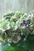 秋色紫陽花 "マスカレード" No.4