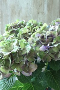 秋色紫陽花 "マスカレード" No.4