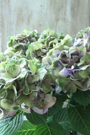 画像1: 秋色紫陽花 "マスカレード" No.4
