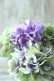 画像2: 秋色紫陽花 "マスカレード" No.3 (2)