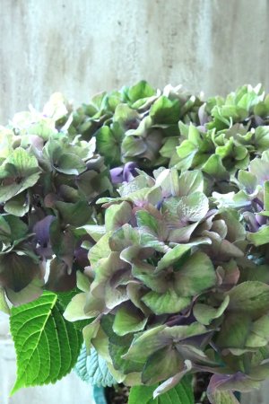 画像4: 秋色紫陽花 "マスカレード" No.1