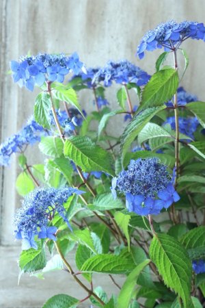 画像12: 山紫陽花 "藍姫" 18cmポット