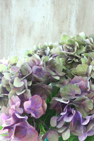 画像7: 秋色紫陽花 "マスカレード" No.8