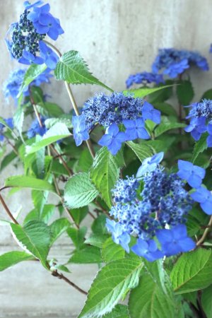 画像7: 山紫陽花 "藍姫" 18cmポット