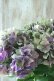 画像2: 秋色紫陽花 "マスカレード" No.8 (2)