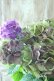 画像4: 秋色紫陽花 "マスカレード" No.7