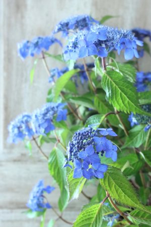 画像16: 山紫陽花 "藍姫" 18cmポット