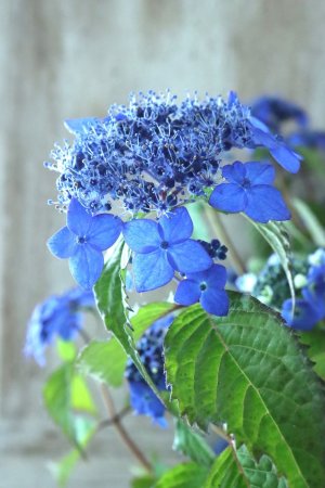 画像6: 山紫陽花 "藍姫" 18cmポット