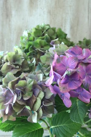 画像1: 秋色紫陽花 "マスカレード" No.5