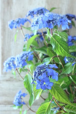 画像15: 山紫陽花 "藍姫" 18cmポット