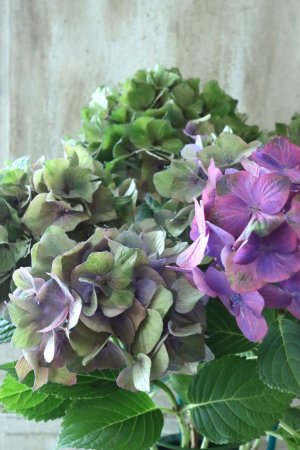 画像2: 秋色紫陽花 "マスカレード" No.5