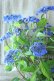 画像13: 山紫陽花 "藍姫" 18cmポット