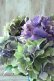 画像8: 秋色紫陽花 "マスカレード" No.6