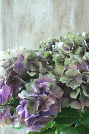 画像4: 秋色紫陽花 "マスカレード" No.8