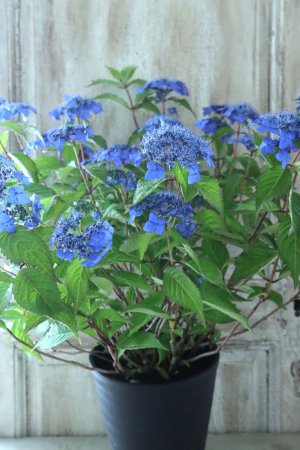 画像17: 山紫陽花 "藍姫" 18cmポット