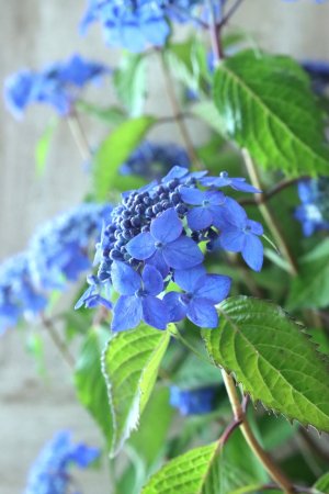 画像14: 山紫陽花 "藍姫" 18cmポット