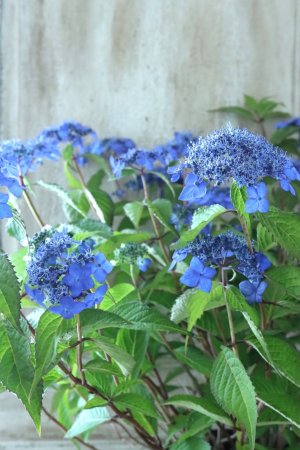 画像2: 山紫陽花 "藍姫" 18cmポット