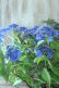 画像2: 山紫陽花 "藍姫" 18cmポット (2)