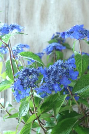 画像9: 山紫陽花 "藍姫" 18cmポット