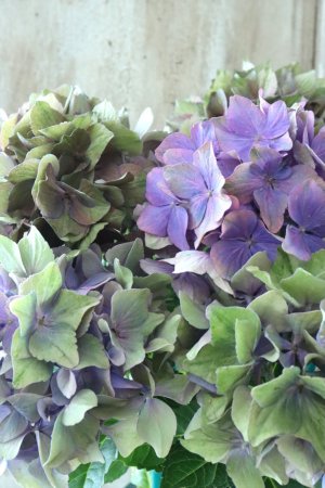 画像2: 秋色紫陽花 "マスカレード" No.6