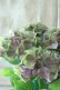 画像5: 秋色紫陽花 "マスカレード" No.7