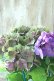 画像7: 秋色紫陽花 "マスカレード" No.7