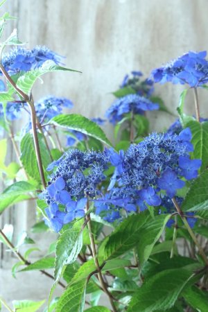 画像8: 山紫陽花 "藍姫" 18cmポット