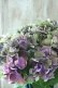 画像6: 秋色紫陽花 "マスカレード" No.8