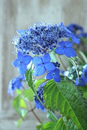 画像5: 山紫陽花 "藍姫" 18cmポット