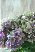 秋色紫陽花 "マスカレード" No.8
