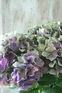 秋色紫陽花 "マスカレード" No.8