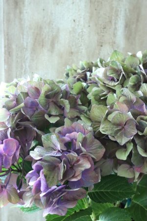 画像1: 秋色紫陽花 "マスカレード" No.8