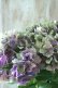 画像1: 秋色紫陽花 "マスカレード" No.8 (1)